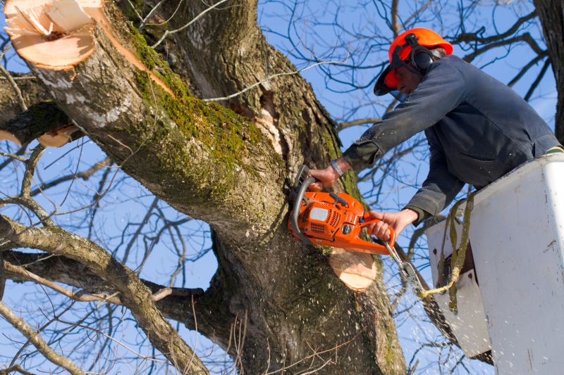 Crew Working on Tree Removal