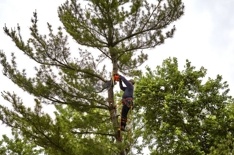 Arborist Inspecting a Tree