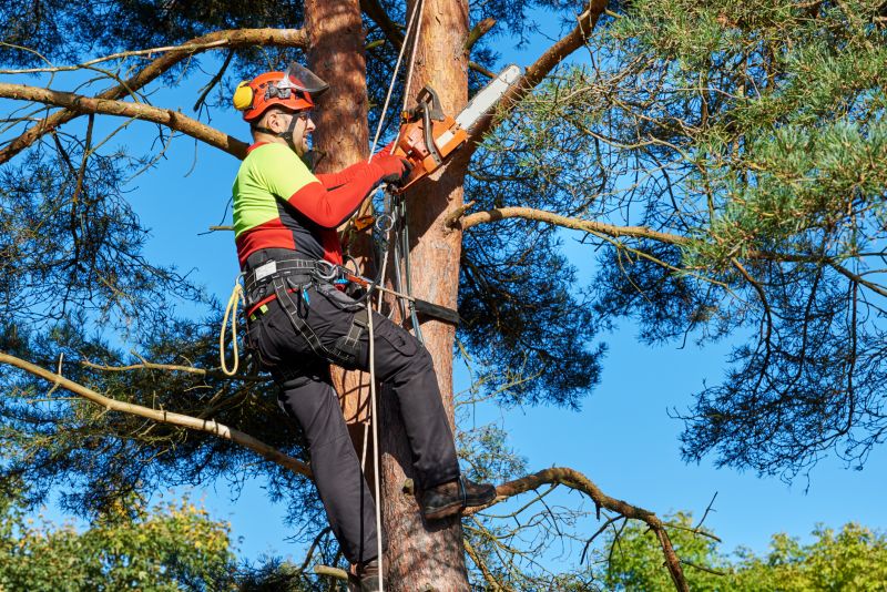 Pruning Mature Trees