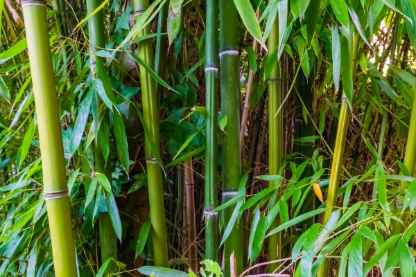 Cost of Bamboo Trimming in Goodyear