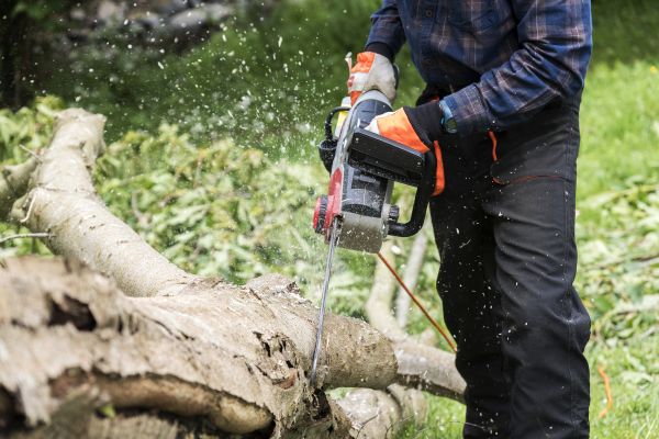 Branch Removal Service in Goodyear