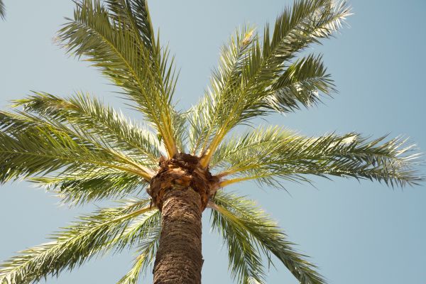 Palm Tree Pruning in Goodyear
