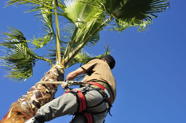 Palm Tree Trimming in Goodyear