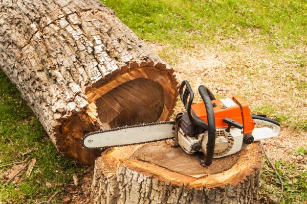 Tree Cutting Service in Goodyear