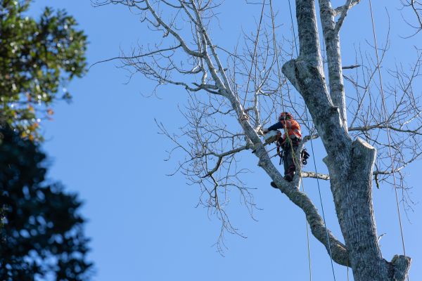 Tree Topping Service in Goodyear