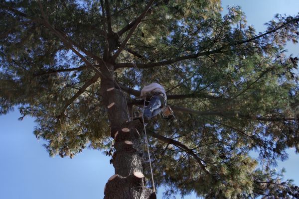 Trimming Service in Goodyear