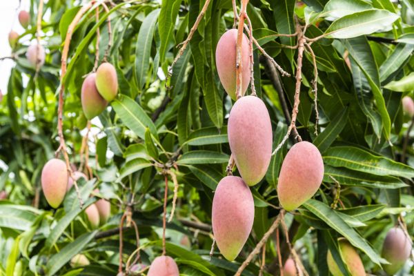 Mango Tree Trimming in Goodyear