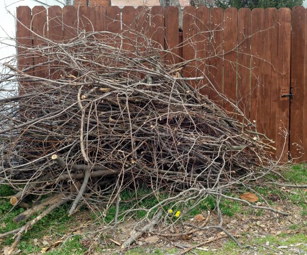Dead Branch Removal in Goodyear