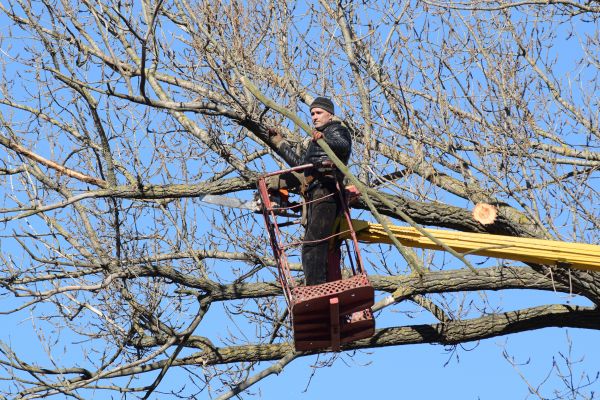 Emergency Tree Trimming in Goodyear