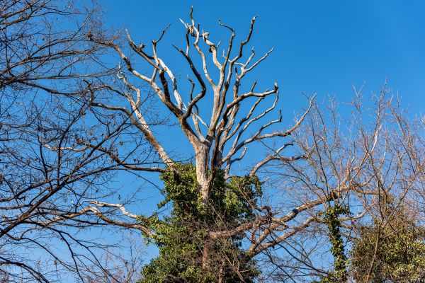 Deadwood Removal in Goodyear