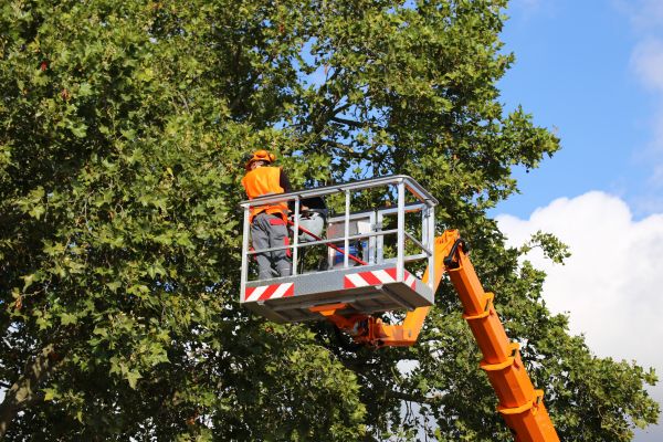 Commercial Tree Service in Goodyear