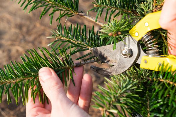 Pine Tree Pruning in Goodyear