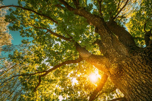 Oak Tree Pruning in Goodyear