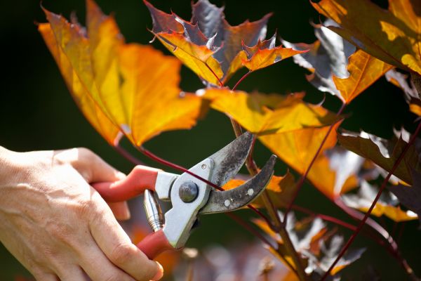 Maple Tree Pruning in Goodyear
