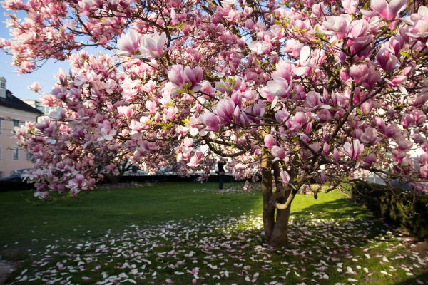 Cost of Magnolia Tree Pruning in Goodyear