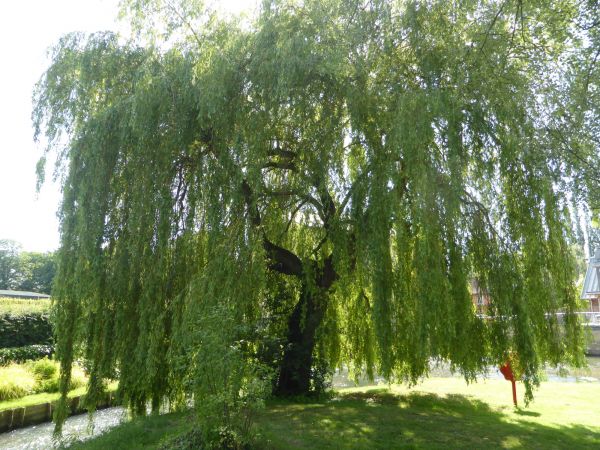 Cost of Willow Tree Trimming in Goodyear