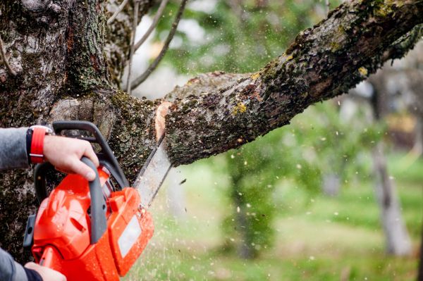 Tree Limbs Removal in Goodyear
