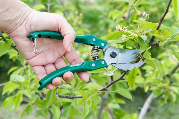 Pear Tree Pruning in Goodyear