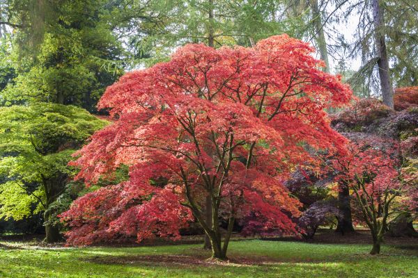 Japanese Maple Pruning in Goodyear