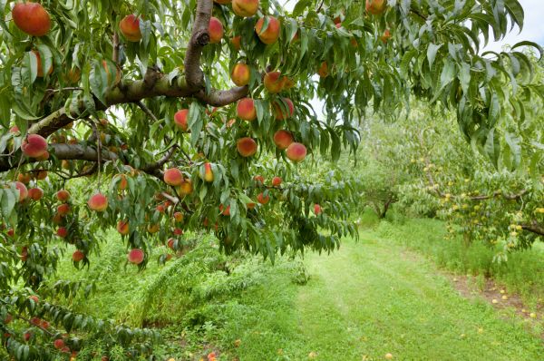 Peach Tree Pruning in Goodyear
