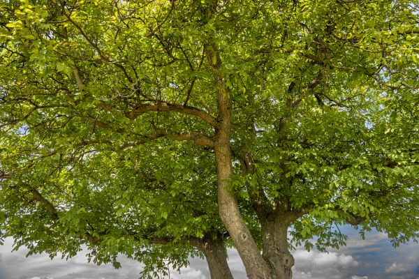 Walnut Tree Trimming in Goodyear