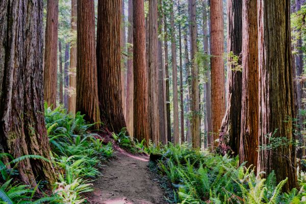 Redwood Tree Trimming in Goodyear