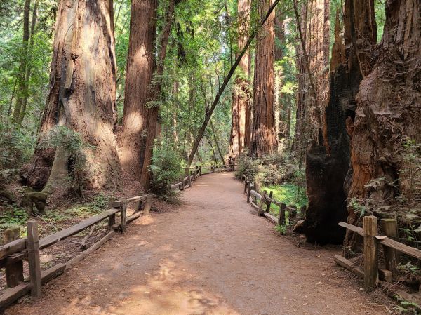 Redwood Tree Pruning in Goodyear