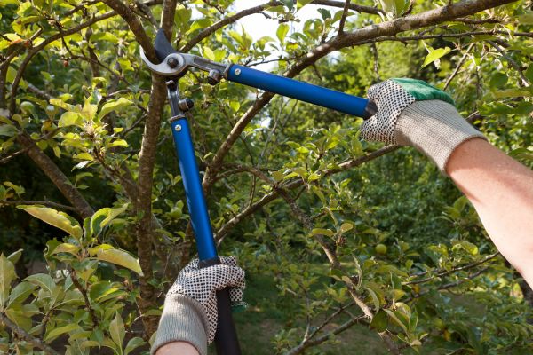 Residential Tree Pruning in Goodyear