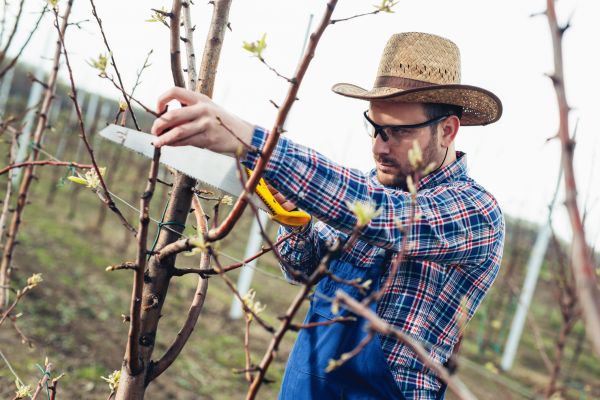 Orchard Tree Pruning in Goodyear