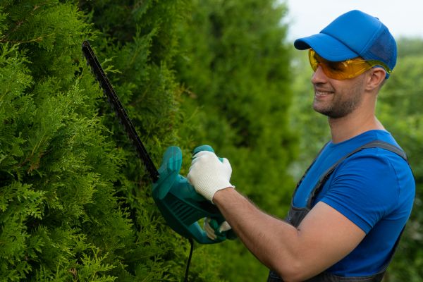 Tree Shaping Service in Goodyear