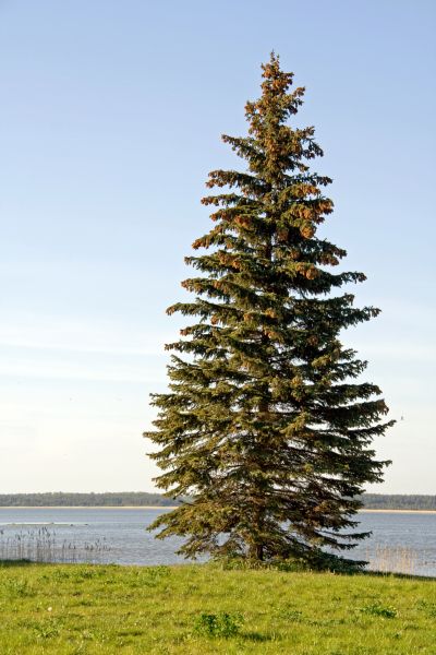 Cost of Spruce Tree Pruning in Goodyear