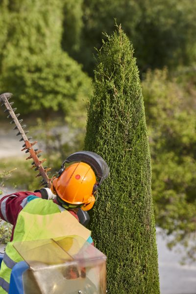 Cost of Cypress Tree Trimming in Goodyear