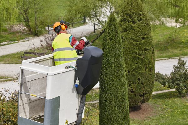 Cost of Cypress Tree Pruning in Goodyear