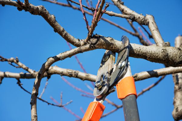 Peach Tree Trimming in Goodyear