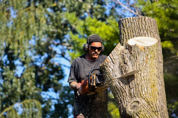 Ash Tree Pruning in Goodyear