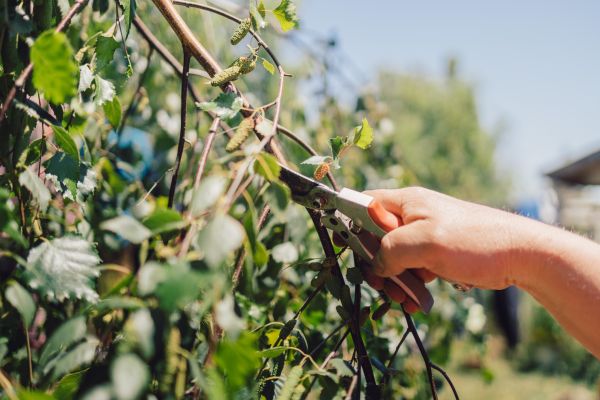 Cost of Birch Tree Pruning in Goodyear