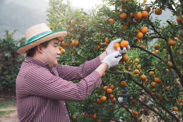 Cost of Orange Tree Pruning in Goodyear