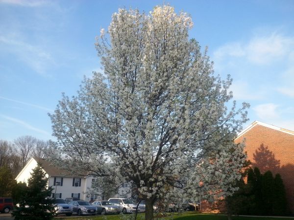 Cost of Bradford Pear Tree Pruning in Goodyear