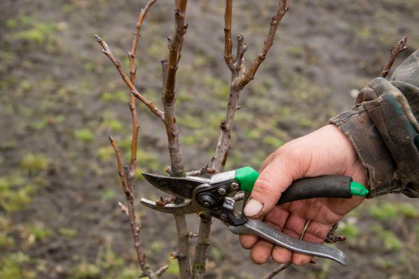 Pear Trees Pruning in Goodyear
