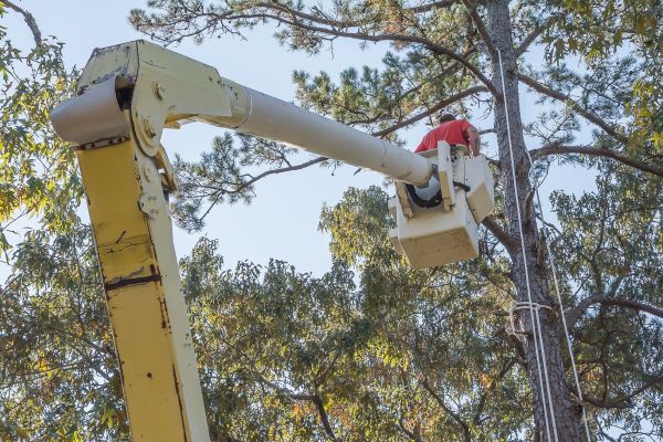 Limbs Trimming in Goodyear