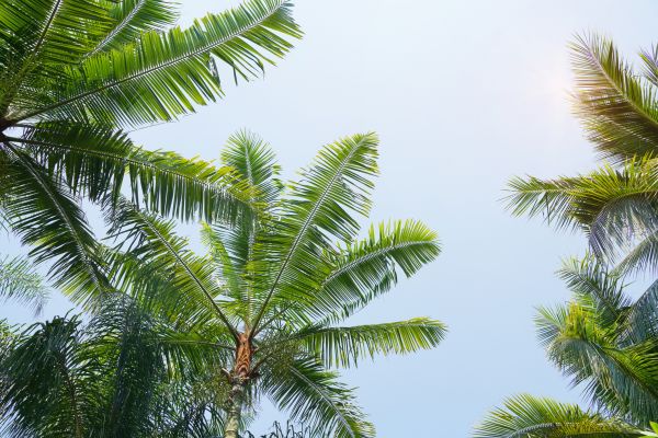 Queen Palm Tree Trimming in Goodyear