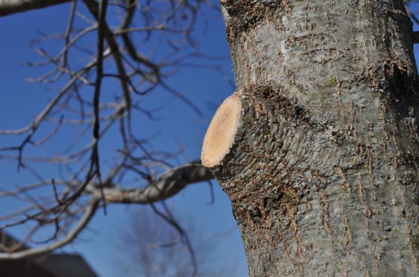 Limb Pruning in Goodyear