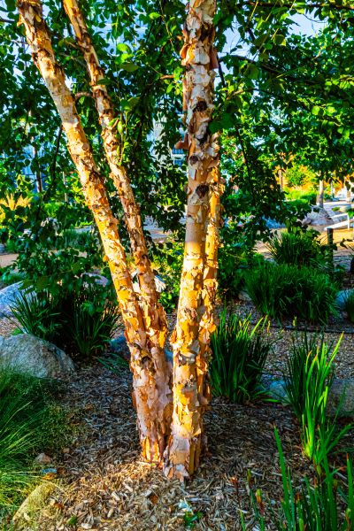 Cost of River Birch Trimming in Goodyear