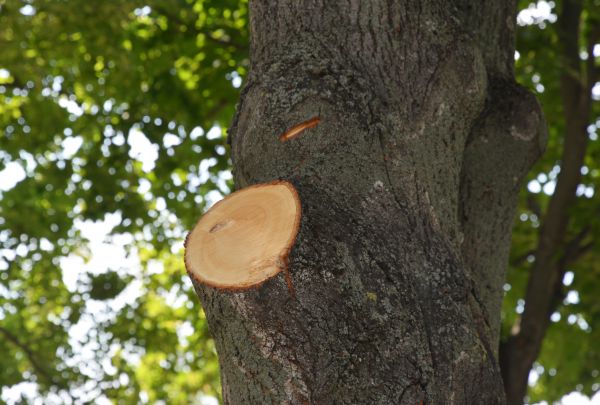 Limb Cutting in Goodyear
