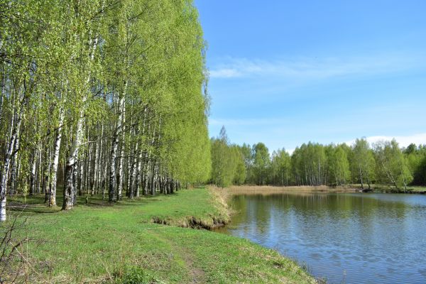 Cost of River Birch Pruning in Goodyear