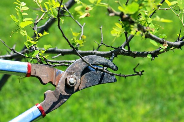 Branches Pruning in Goodyear