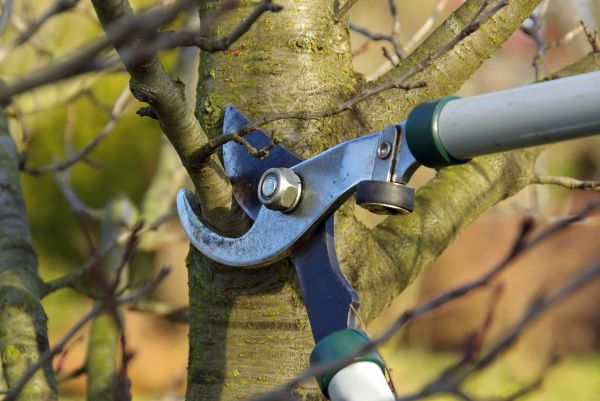 Tree Limb Trimming Service in Goodyear