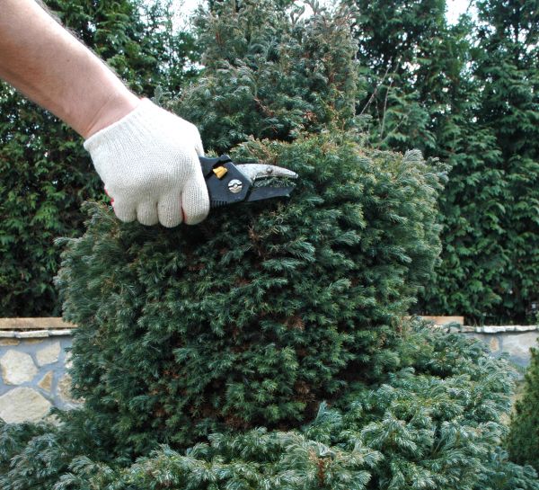 Ornamental Tree Trimming in Goodyear