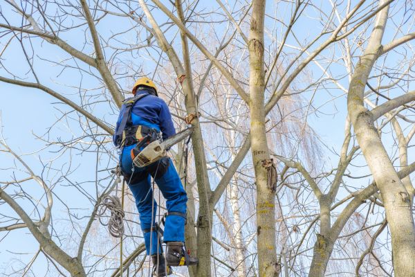 Large Tree Trimming in Goodyear