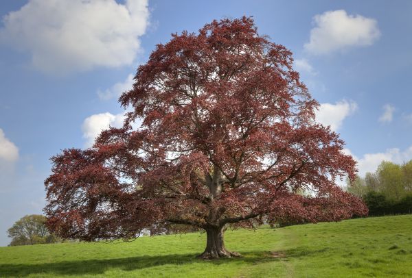 Beech Tree Pruning in Goodyear